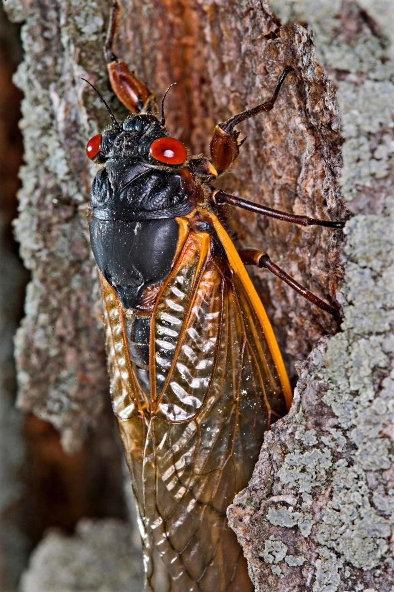 Millions of cicadas are blanketing Lake Geneva. Here's what they look