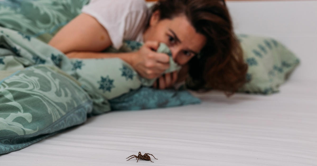 slip for edderkopper i dit hjem: 8 krydderurter, der holder dem væk