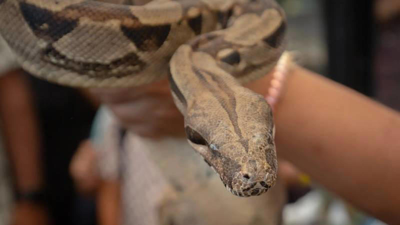 evcil hayvanları yiyen istilacı yılanlar, porto riko'yu ele geçirdi