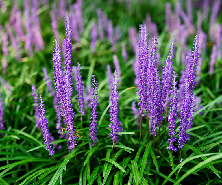 How and when to prune monkey grass expert advice for this partshade