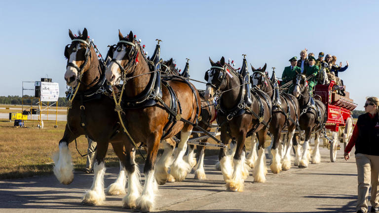Where to see the famous Budweiser Clydesdale horses in Pennsylvania in 2024