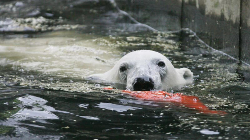 smutek v pražské zoo. lední medvěd tom uhynul po převozu do kazachstánu, bobek zuří