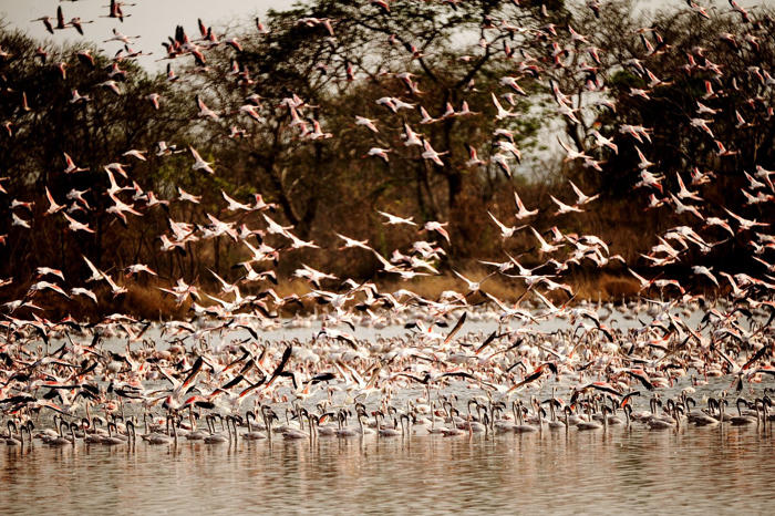 több tucat flamingó ütközött utasszállító repülőgéppel mumbaiban