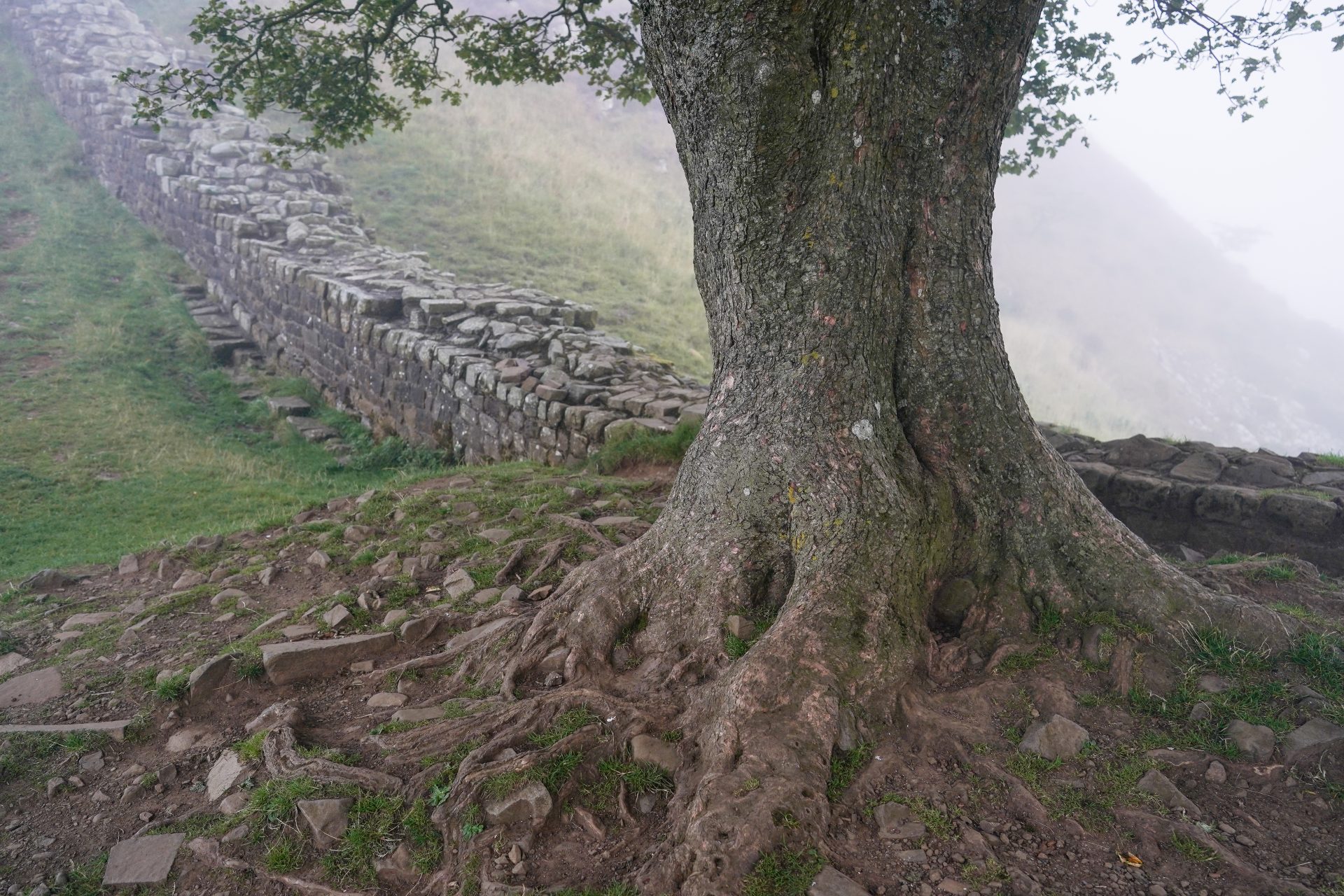 Vida y trágica muerte de Sycamore Gap Tree: el árbol más famoso del mundo