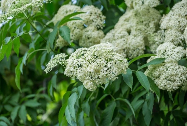 15 Simple Steps to Growing Elderberries