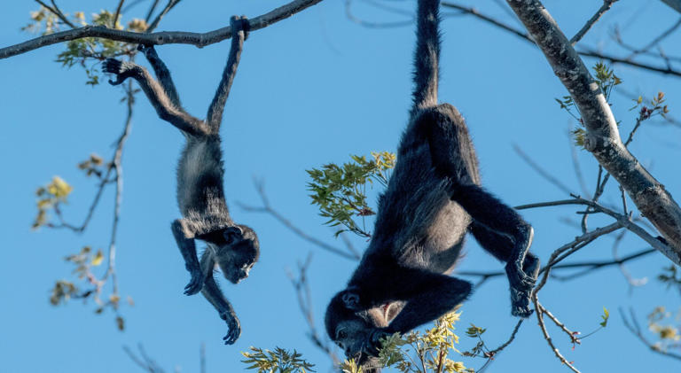 Tabasco tragedy: In this corner of Mexico, it’s so hot that rare Apes ...