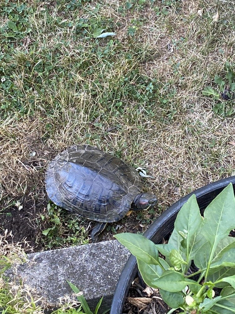 World Turtle Day chance to shine spotlight on cute and unique creatures