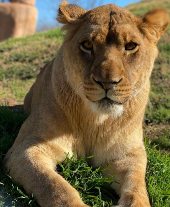 Oklahoma City Zoo welcomes five African lion cubs