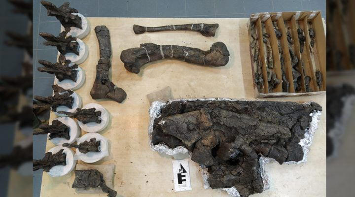 sorprendente: descubrieron un dinosaurio argentino de hace 69 millones