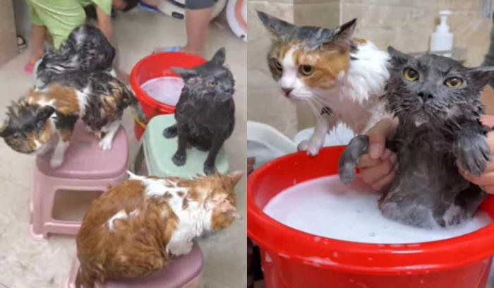 lustiges video vereint katzen, die gerne baden
