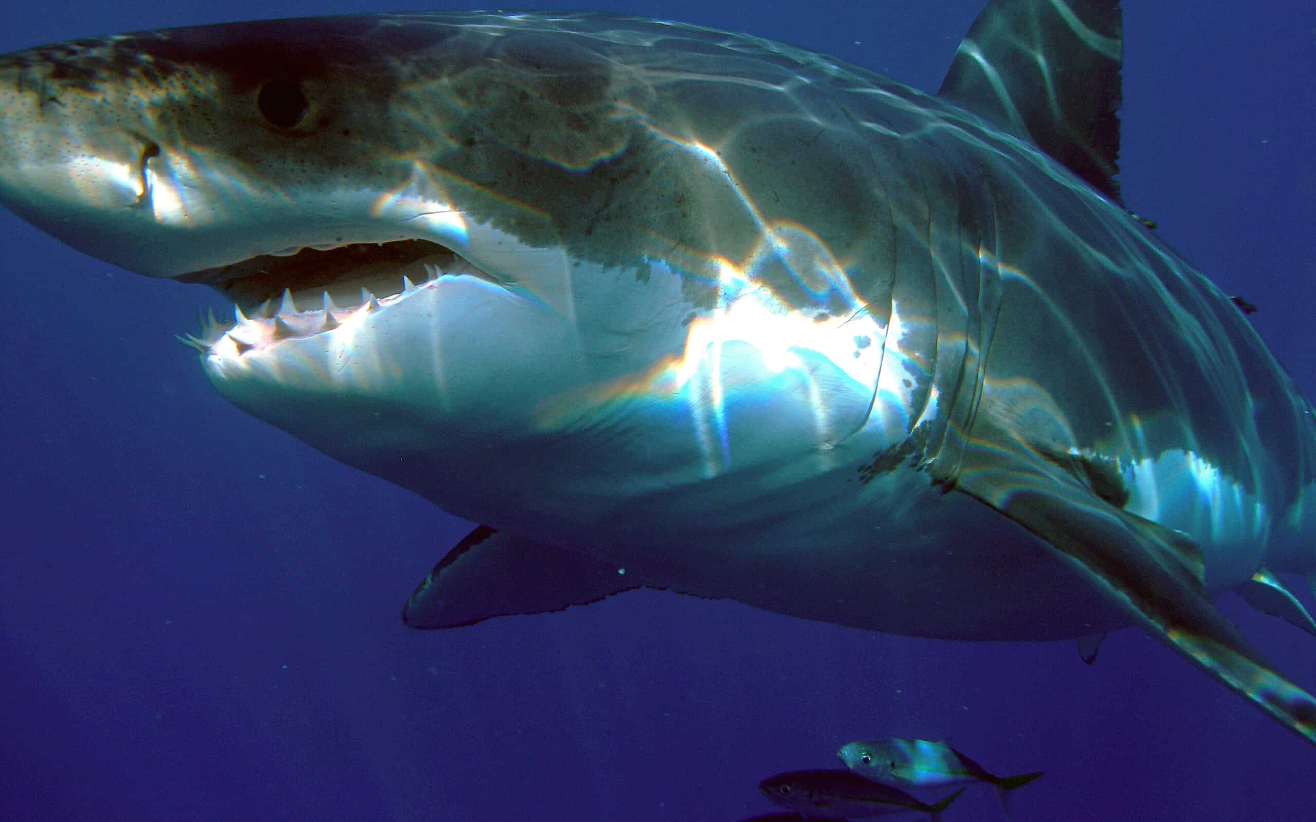 How Far Can Sharks Smell Blood?