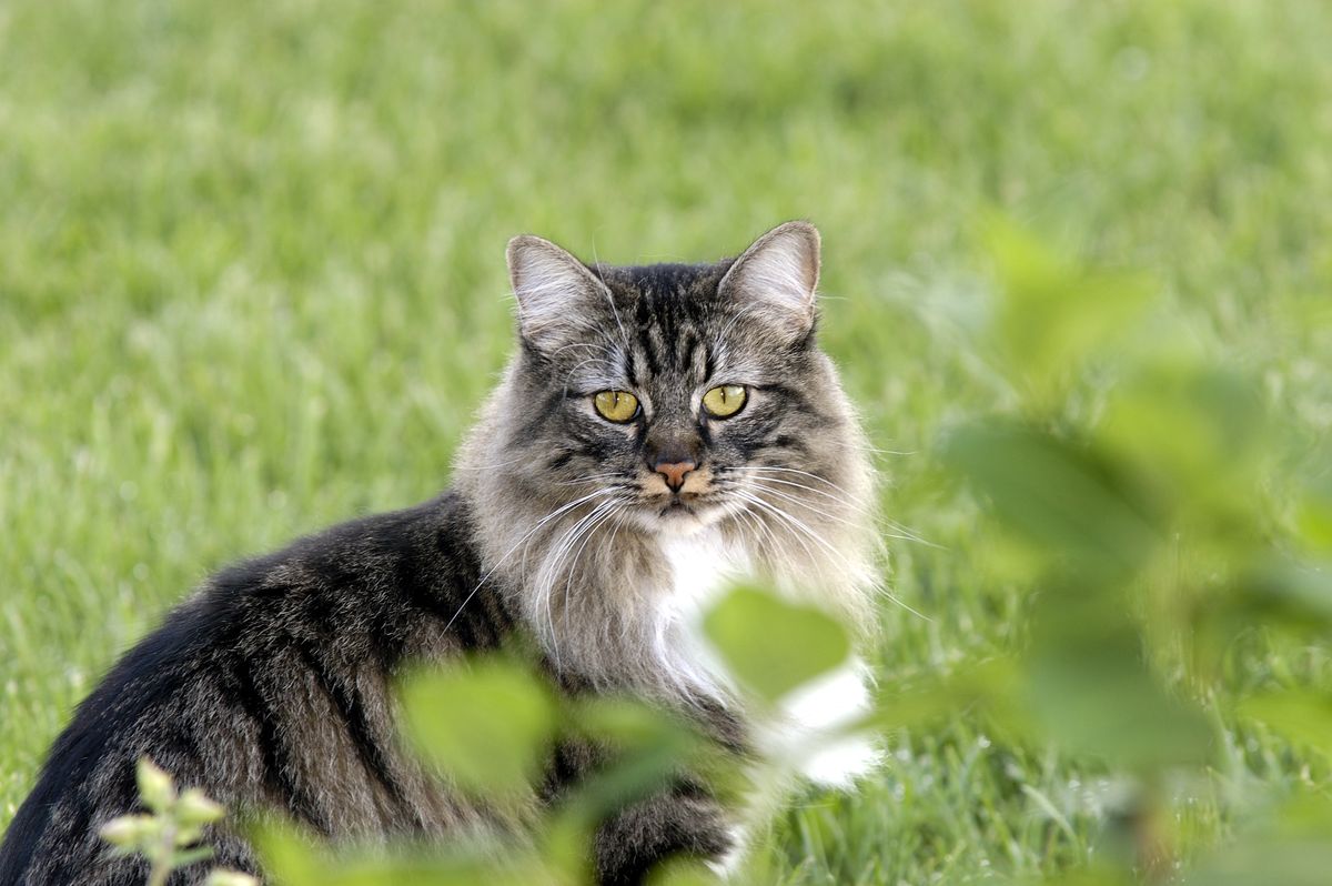 15 Fluffy Cat Breeds to Consider When You're Thinking of Getting a New ...