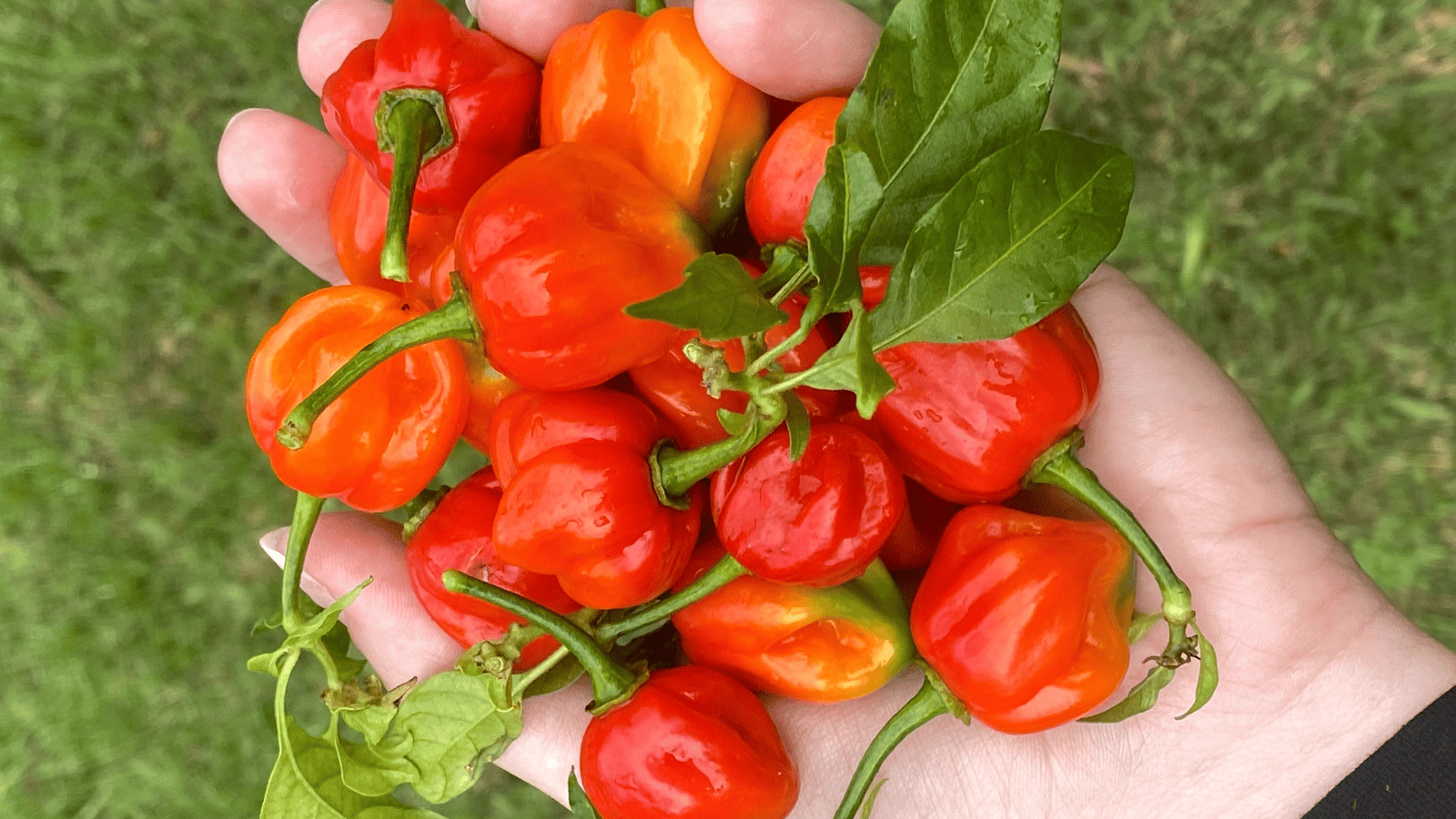 13 Hot Peppers That Are Hotter Than Your Ex, Ranked from Mild to ...