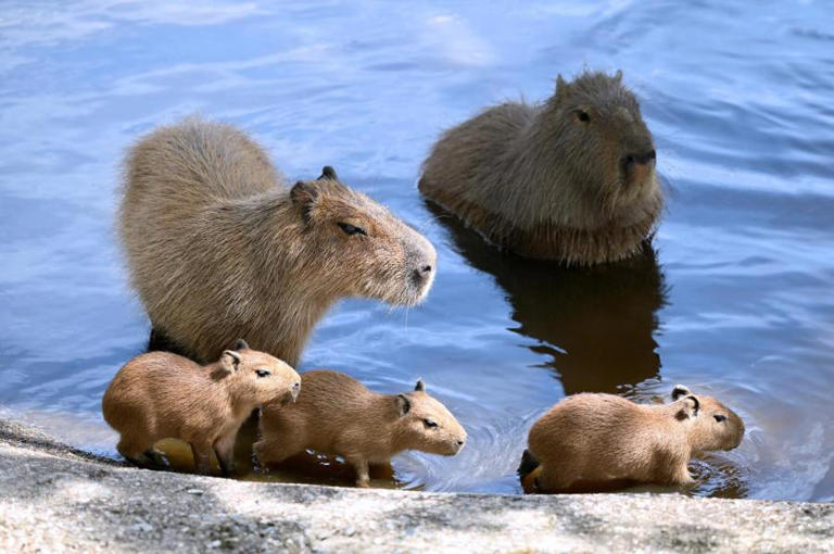 Three baby capybaras born at Metro Richmond Zoo