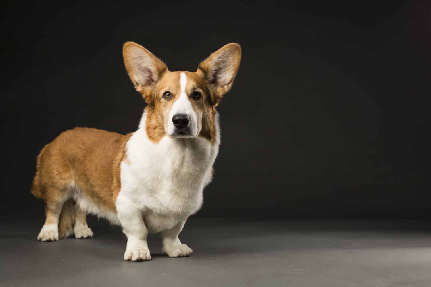 The 15 Most Popular Dog Breeds with Short Legs
