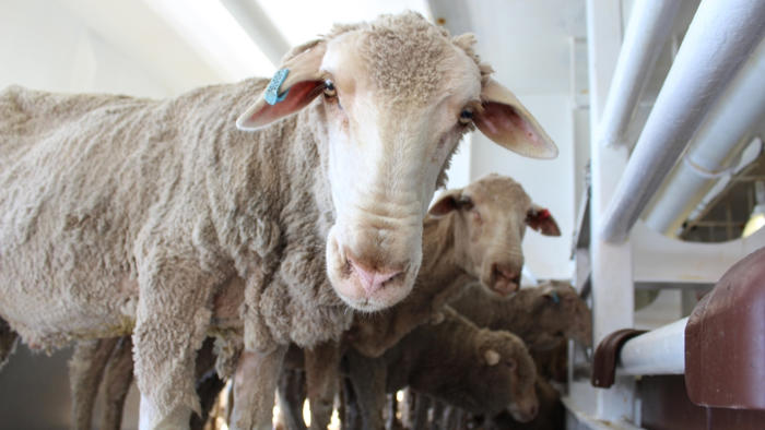 albanese government ‘phasing out’ export of live sheep by sea