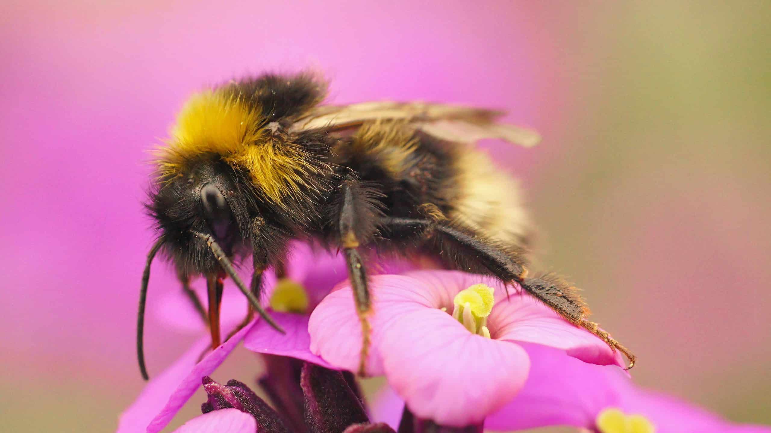 Where Do Bumble Bees Nest?