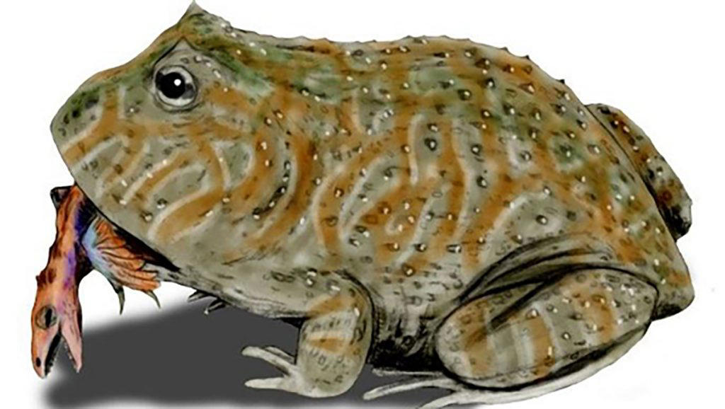 this prehistoric frog may have eaten dinosaurs