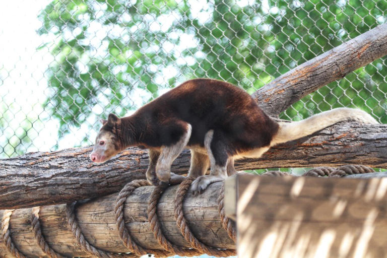 Denver Zoo transports people Down Under in new habitat