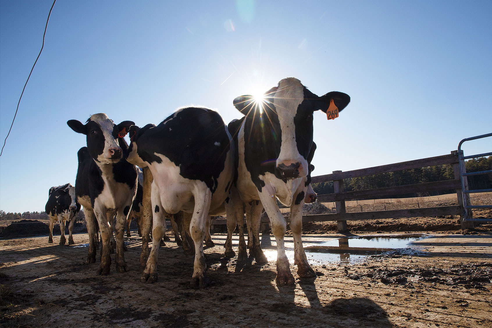 Second Human Bird Flu Case Linked To Dairy Detected In Michigan. Public ...