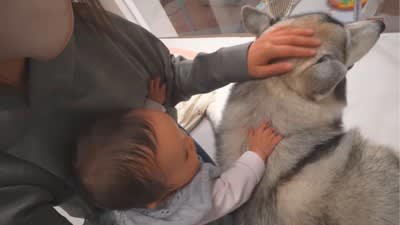 赤ちゃんが初めて『ハスキー犬』に触れた結果…驚きの『神対応』が優しすぎると40万再生「怒らないの偉すぎる」「尊くて涙」と感動の声