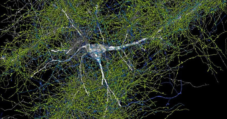  Most Detailed Map Of Human Brain Created By Harvard, Google Scientists 