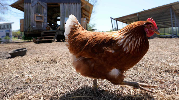 bird flu spreads to second victorian farm as separate case found in wa