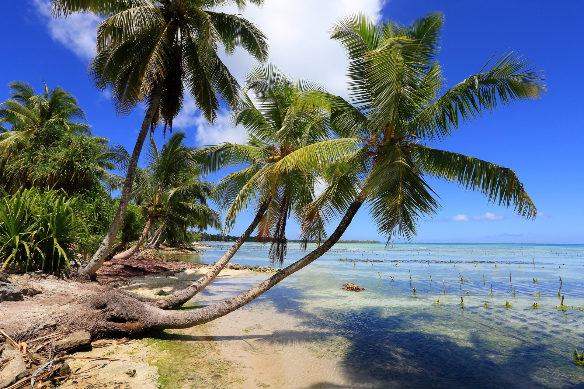 <p>Much of Kiribati’s population lives off the economic value of subsistence farming and fishing. Although the islands contain coconut and breadfruit trees, agriculture faces significant challenges due to poor soil quality and limited freshwater.</p><p>You may also like:<a href="https://www.starsinsider.com/n/146581?utm_source=msn.com&utm_medium=display&utm_campaign=referral_description&utm_content=717375en-us"> Get a flat belly in 30 easy steps</a></p>