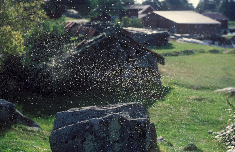 larm om myggexplosion: 7 000 fångades in på bara en natt