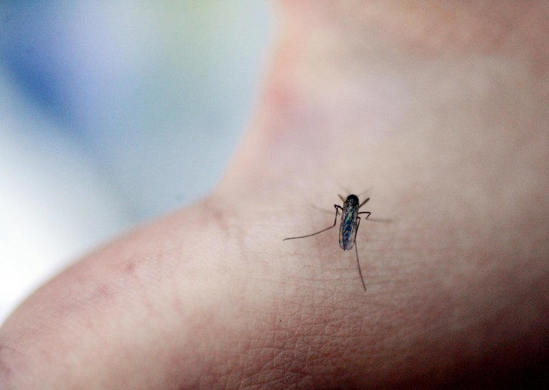larm om myggexplosion: 7 000 fångades in på bara en natt