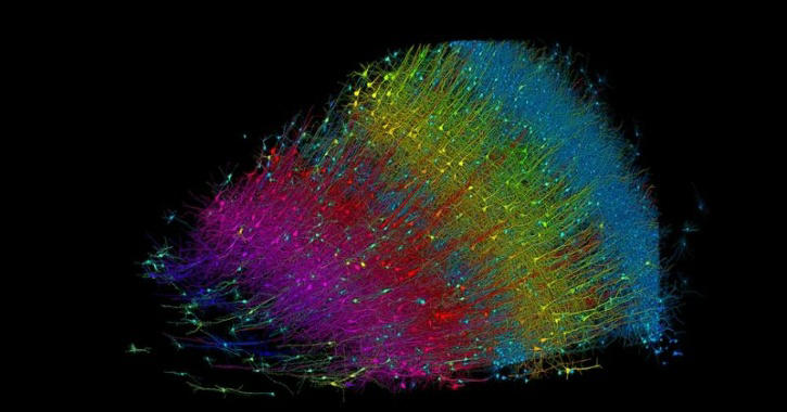 The brain sample was obtained from a patient with severe epilepsy | Image: Google Research & Lichtman Lab/Harvard University