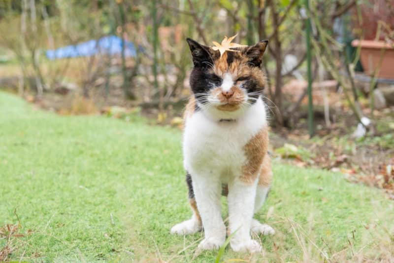 【25歳・奇跡の長寿猫】が波乱万丈の人生を変えてくれた。その物語とは？