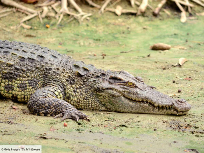 a la découverte de l’alligator garpique : un véritable fossile vivant, vieux de 100 millions d’années