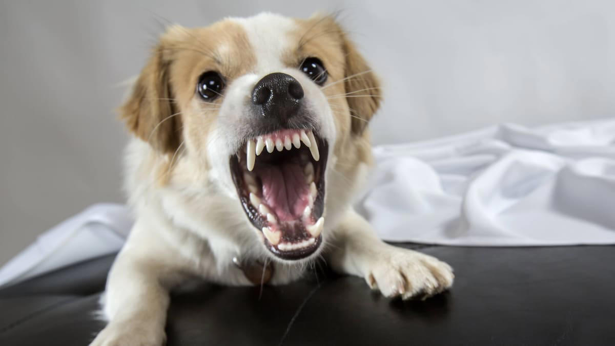 veterinäramt steht vor rätsel: hat zürich ein problem mit beissenden hunden?