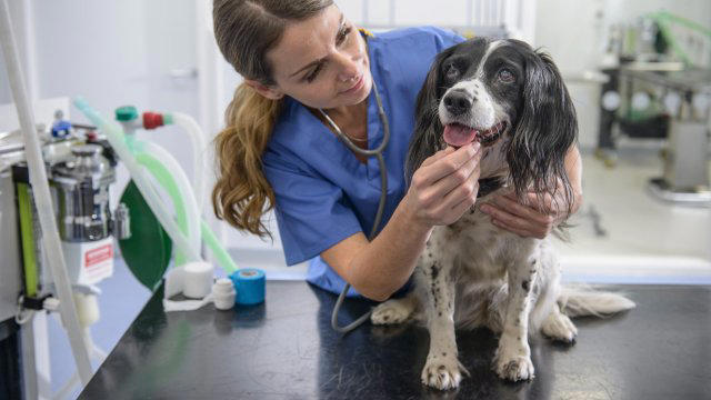 pet owners could see fees slashed as inquiry into vet bill rip-offs launched