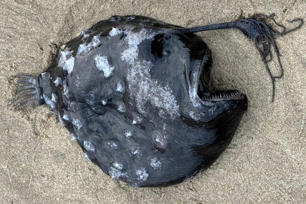 el extraño pez que fue hallado a 1.000 metros de profundidad en estados unidos