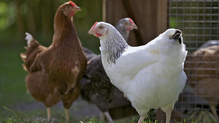 bird flu detected at three aussie farms