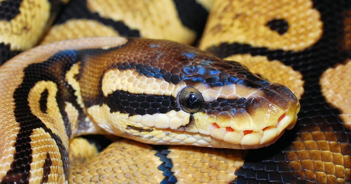 politiet finder 77 levende kongepyton-slanger i forladt lejlighed