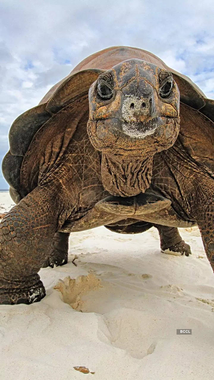 10 types of tortoises found on Earth