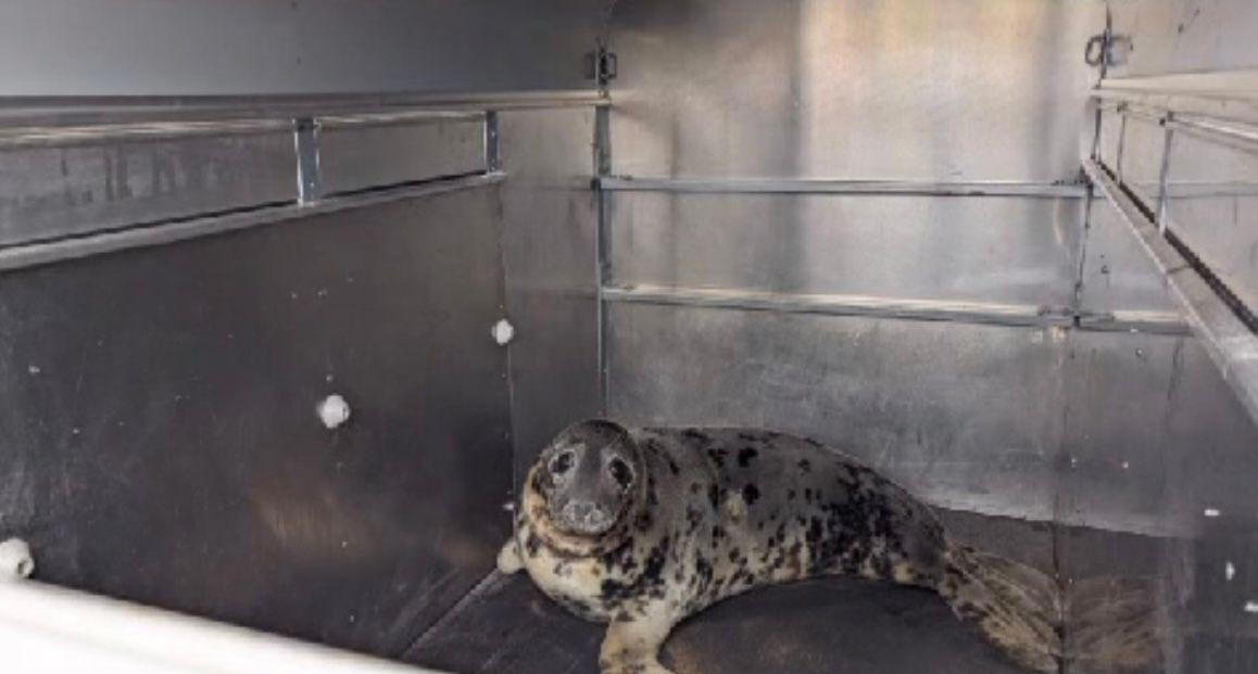 seal found with plastic ring round neck released