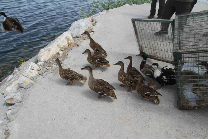 tedavisi tamamlanan yaban ördekleri beyşehir gölü’ne salındı