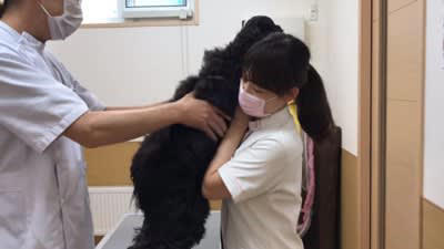 動物病院を『キャバクラ』だと思っている犬…女性看護師への対応が75万再生「人なら訴えられてるｗ」「男の先生無視するの笑う」と爆笑の声