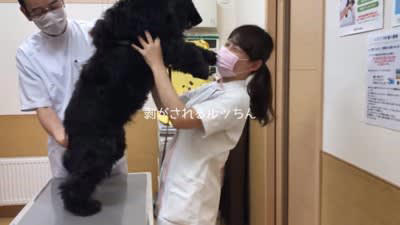 動物病院を『キャバクラ』だと思っている犬…女性看護師への対応が75万再生「人なら訴えられてるｗ」「男の先生無視するの笑う」と爆笑の声