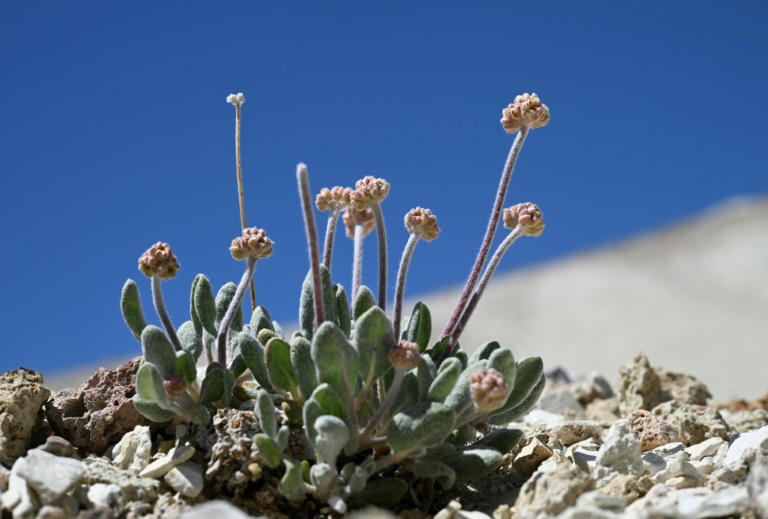 rara flor única en su tipo está amenazada de extinción por la fiebre del litio en eeuu