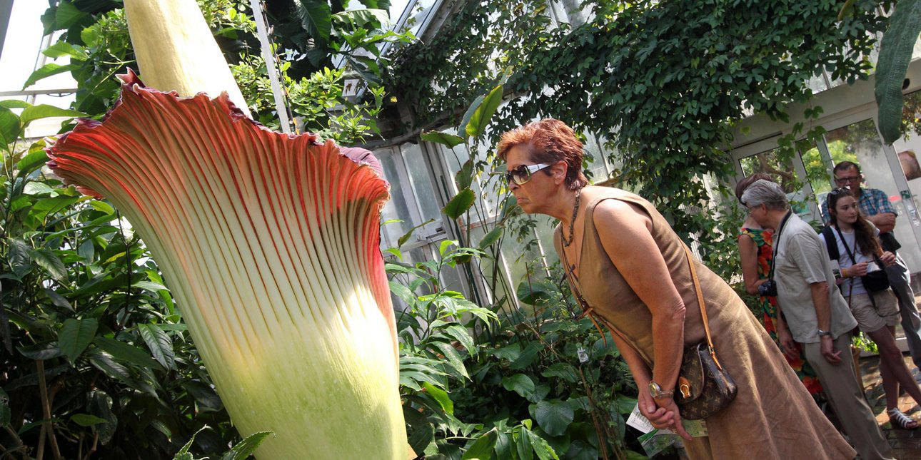 κοσμοσυρροή για τον «φαλλό του τιτάνα»-λουλούδι 2 μέτρα στο βέλγιο, ανθίζει μια φορά στα 3 χρόνια για λίγες ώρες