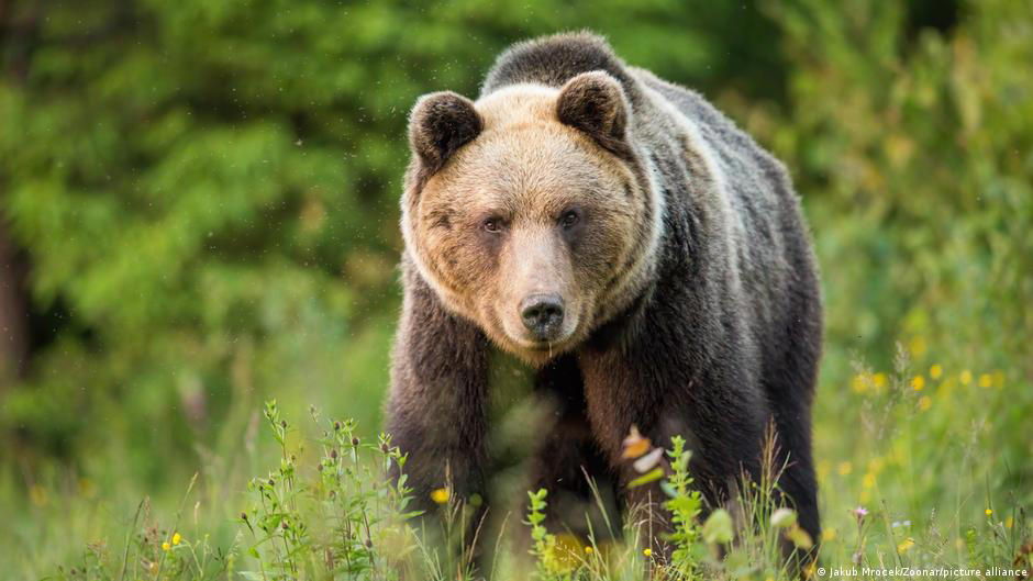sin piedad con los osos molestos en eslovaquia
