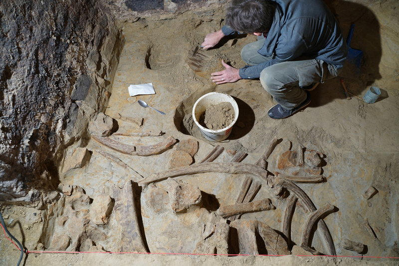 renoverade vinkällaren – hittade mammutben