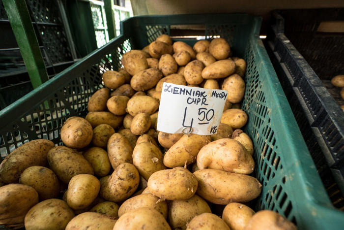 załamanie na rynku ziemniaków. drastyczna korekta ceny