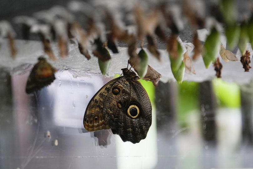 this butterfly forest in the italian alps is helping scientists study climate change in tanzania