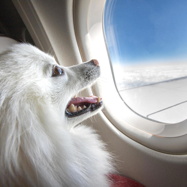 Dog on an airplane